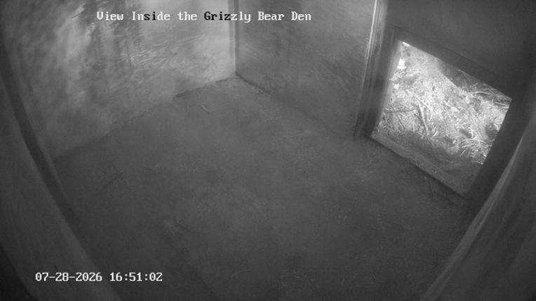 Webcam Grouse Mountain: Bear Den Cam