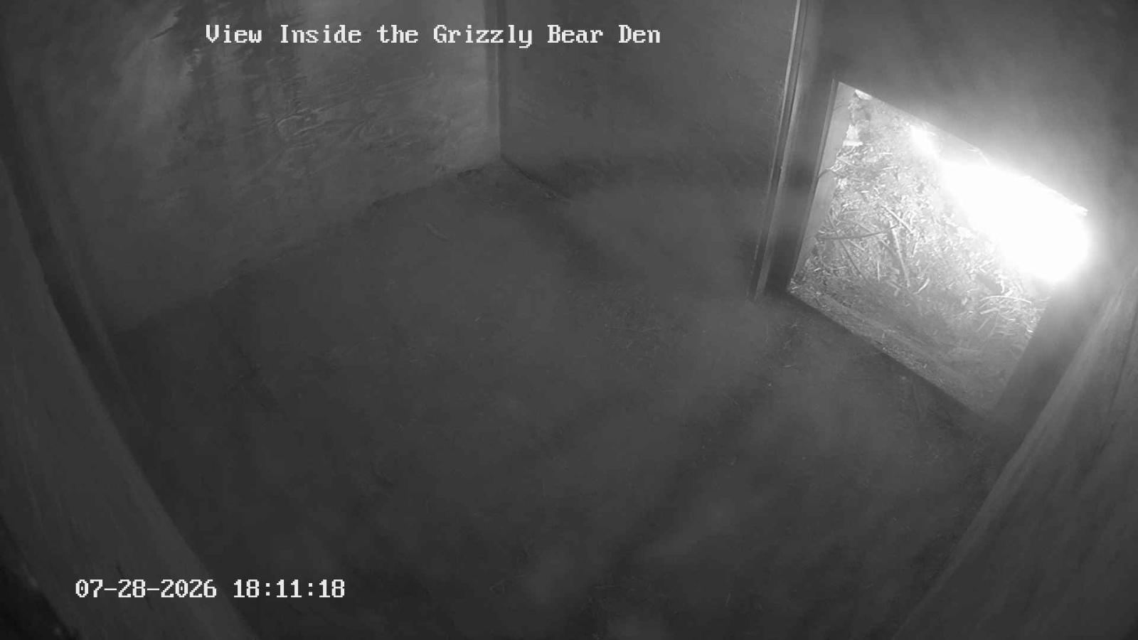 Webcam Grouse Mountain: Bear Den Cam