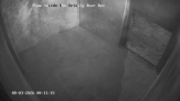 Webcam Grouse Mountain: Bear Den Cam