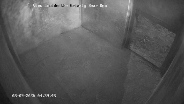 Webcam Grouse Mountain: Bear Den Cam