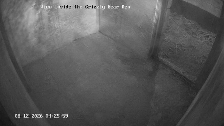 Webcam Grouse Mountain: Bear Den Cam