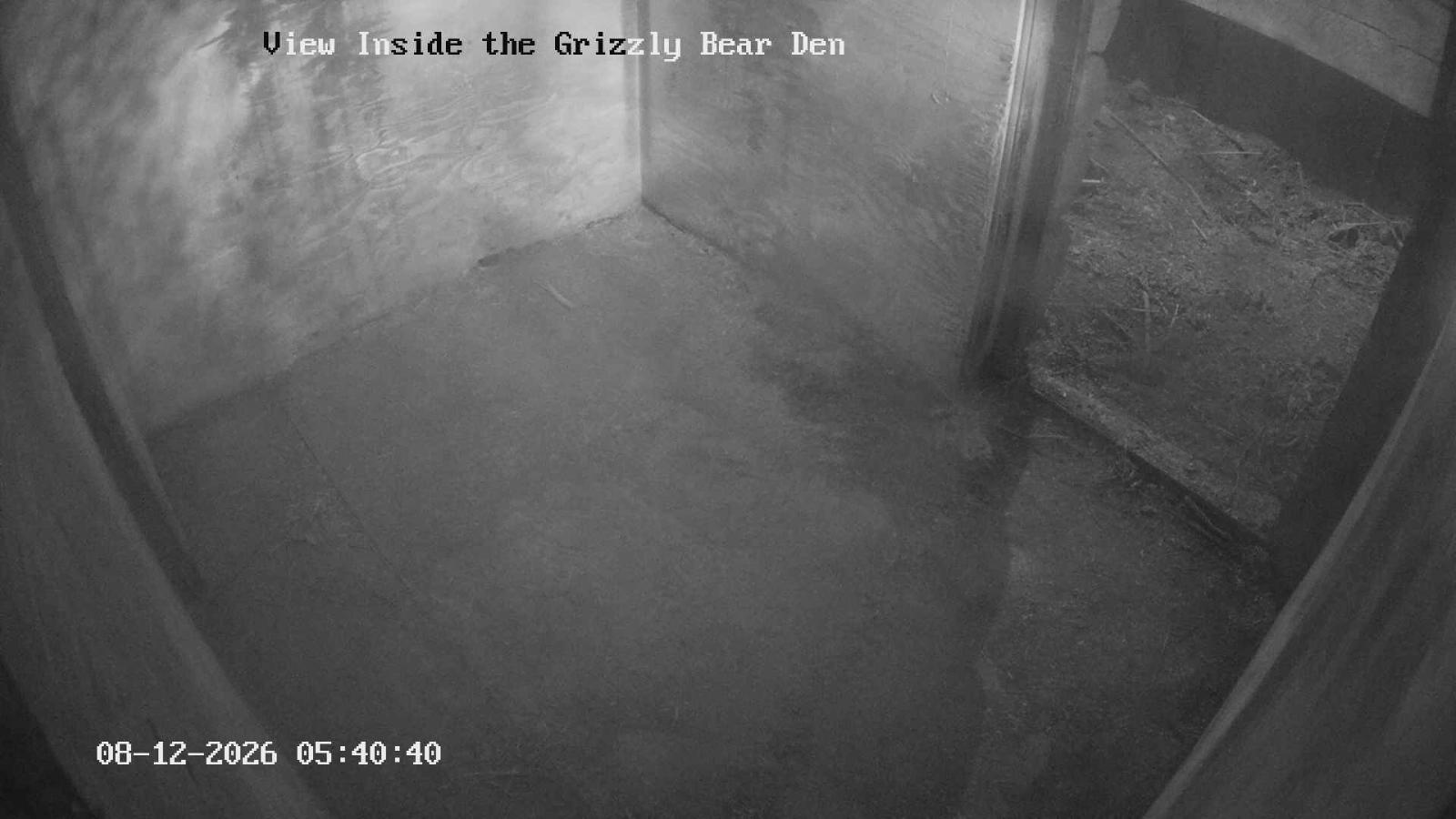 Webcam Grouse Mountain: Bear Den Cam