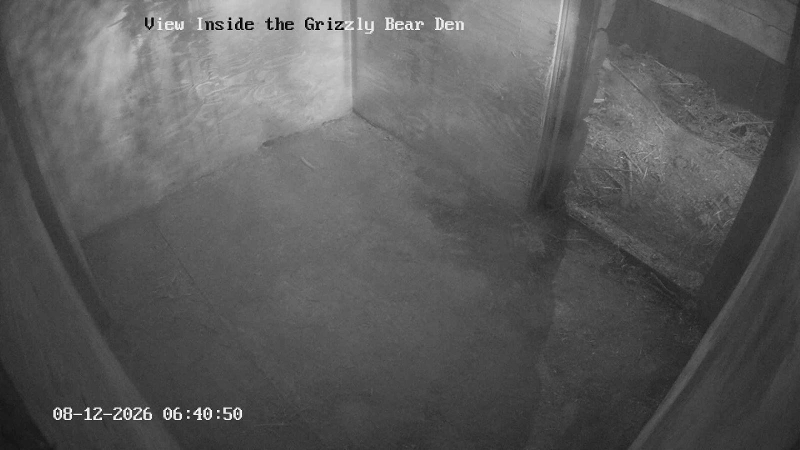 Webcam Grouse Mountain: Bear Den Cam