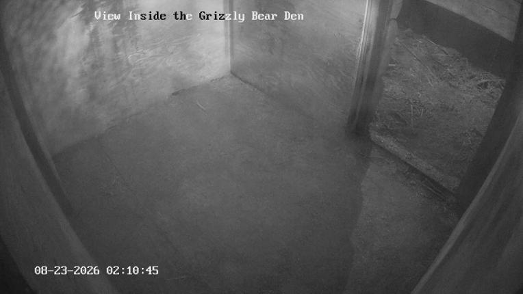 Webcam Grouse Mountain: Bear Den Cam