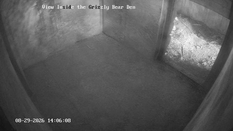 Webcam Grouse Mountain: Bear Den Cam