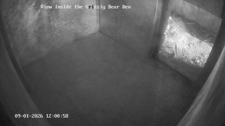 Webcam Grouse Mountain: Bear Den Cam