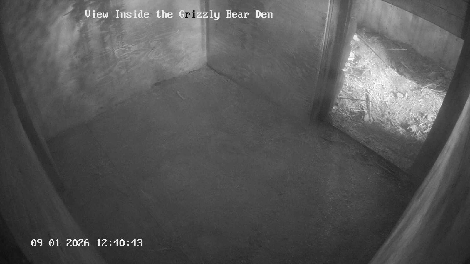 Webcam Grouse Mountain: Bear Den Cam