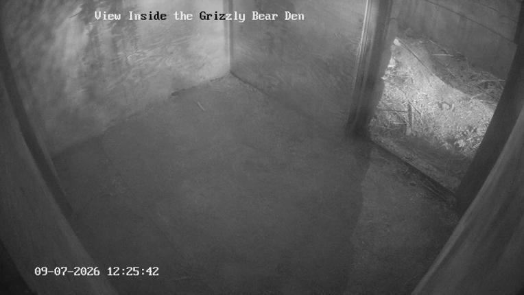 Webcam Grouse Mountain: Bear Den Cam