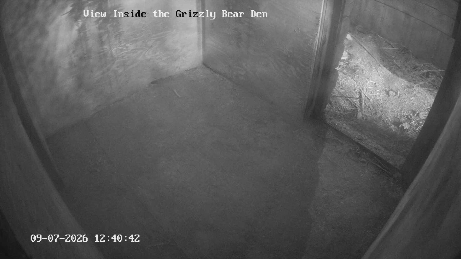 Webcam Grouse Mountain: Bear Den Cam