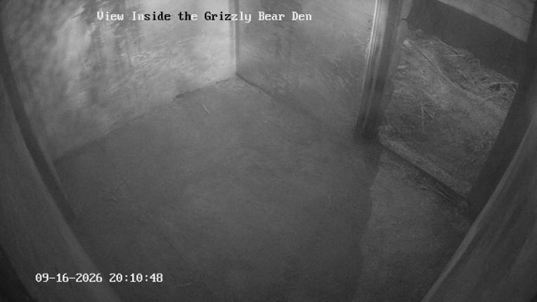 Webcam Grouse Mountain: Bear Den Cam