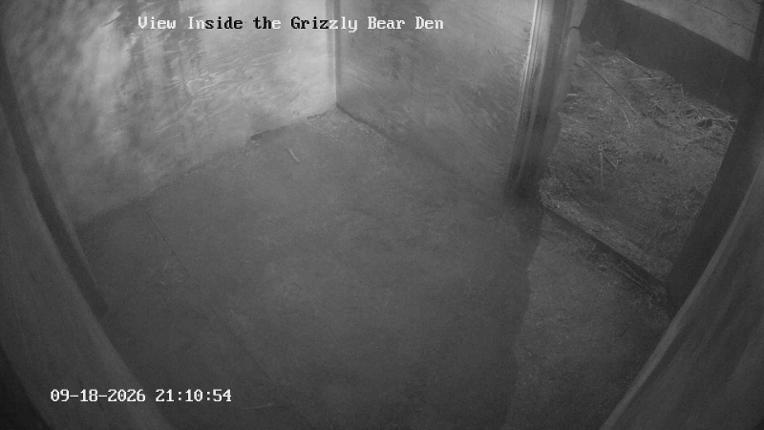 Webcam Grouse Mountain: Bear Den Cam