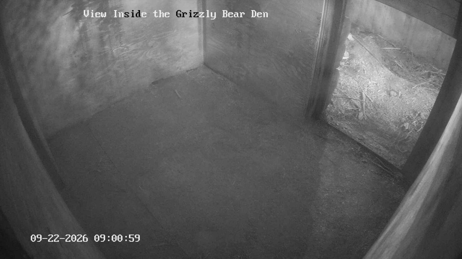Webcam Grouse Mountain: Bear Den Cam