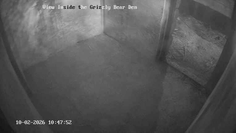 Webcam Grouse Mountain: Bear Den Cam