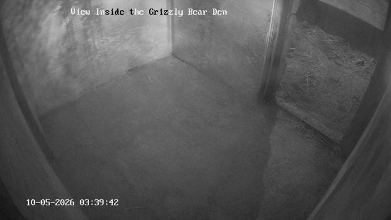Webcam Grouse Mountain: Bear Den Cam