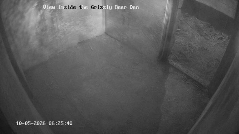 Webcam Grouse Mountain: Bear Den Cam