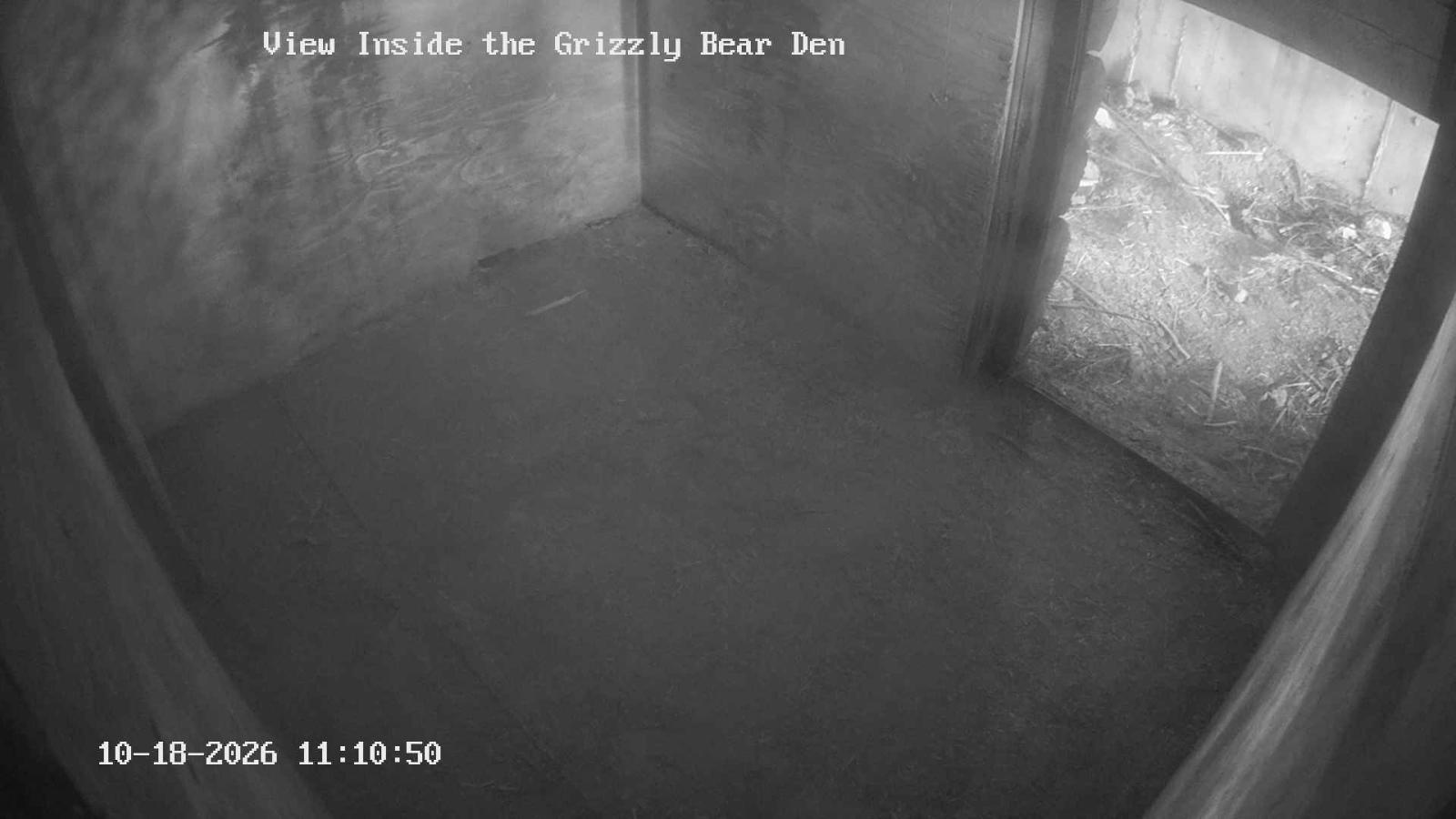 Webcam Grouse Mountain: Bear Den Cam