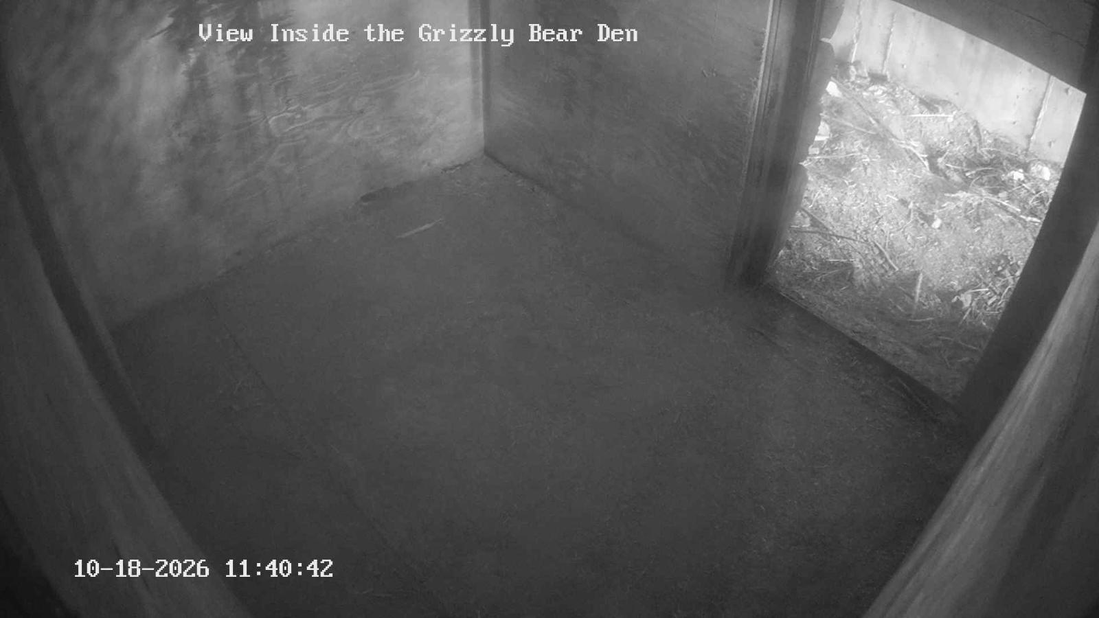 Webcam Grouse Mountain: Bear Den Cam