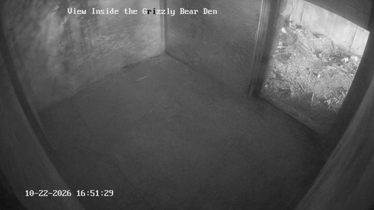 Webcam Grouse Mountain: Bear Den Cam