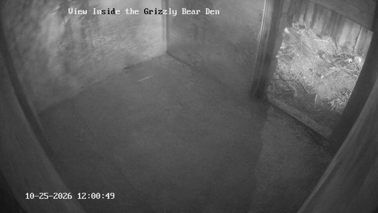 Webcam Grouse Mountain: Bear Den Cam