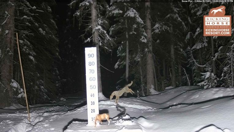 Webcam Kicking Horse: Snow Plot