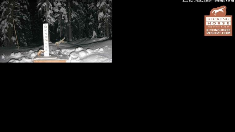 Webcam Kicking Horse: Snow Plot