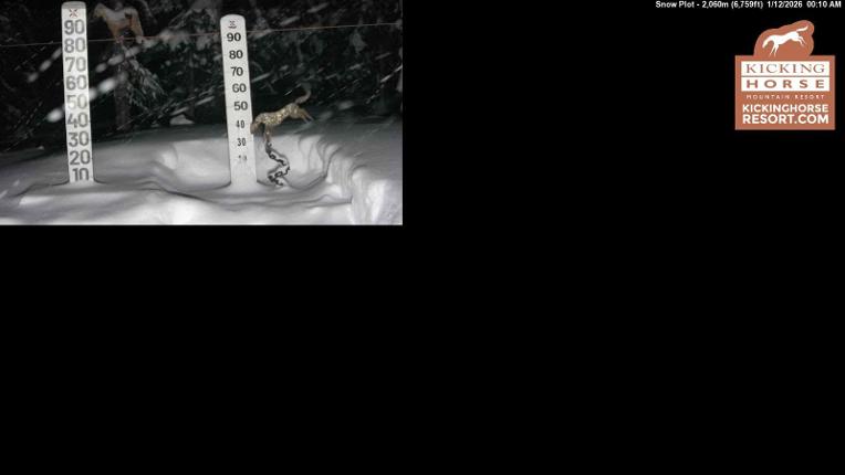 Webcam Kicking Horse: Snow Plot