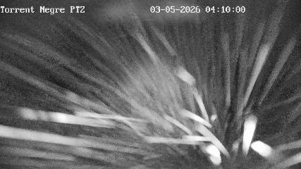 La Molina: Torrent Negre (pirineu365.cat)