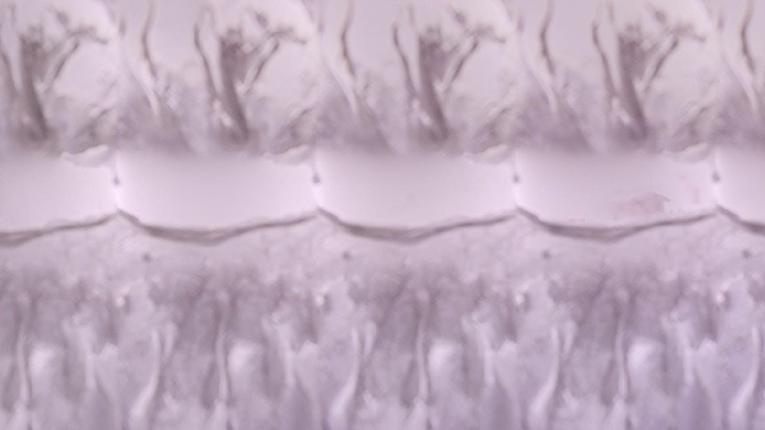 Webcam Les Angles: Vue Panoramique