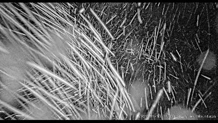 Marmot Basin: Upper Mountain (skimarmot.com)