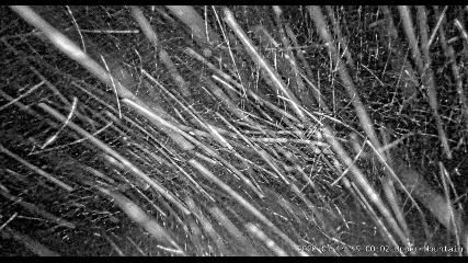 Marmot Basin: Upper Mountain (skimarmot.com)