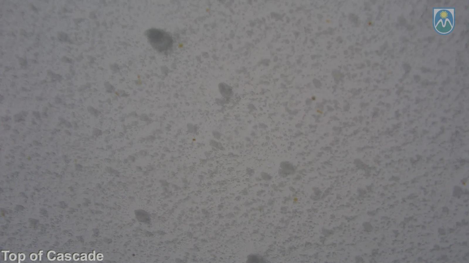 Webcam Mount Hood Meadows: Top of Cascade