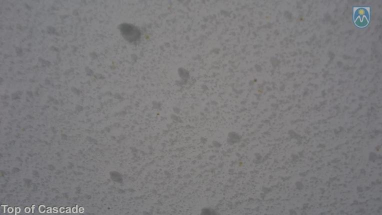 Webcam Mount Hood Meadows: Top of Cascade