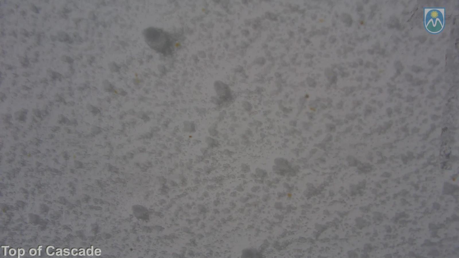 Webcam Mount Hood Meadows: Top of Cascade