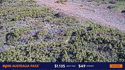 Mount Hotham: Upper Image (mthotham.com.au)