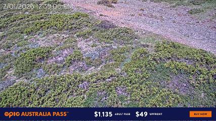 Mount Hotham: Upper Image (mthotham.com.au)