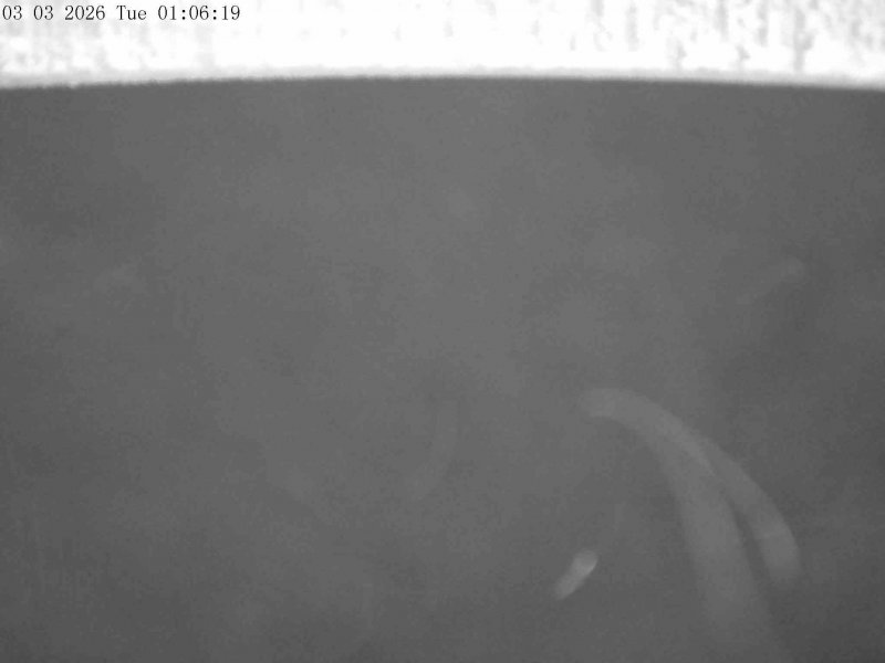 Webcam Mount Olympus: Accessgate