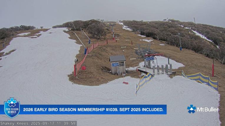 Webcam Mt. Buller: The fox
