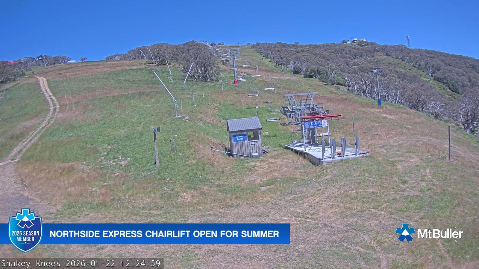 Webcam Mt. Buller: The fox