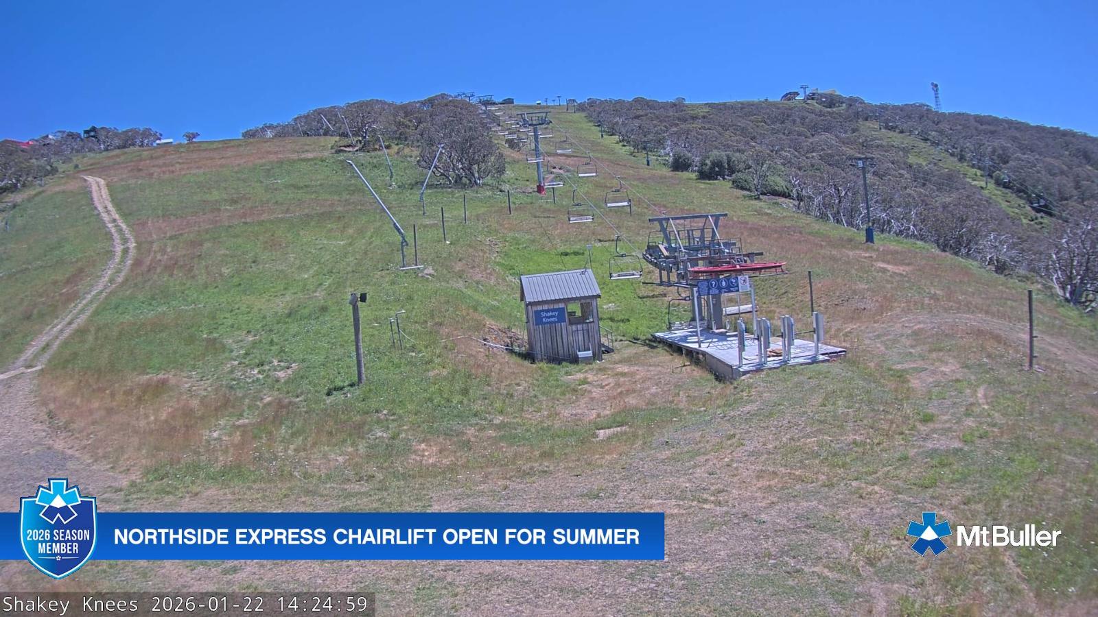 Webcam Mt. Buller: The fox