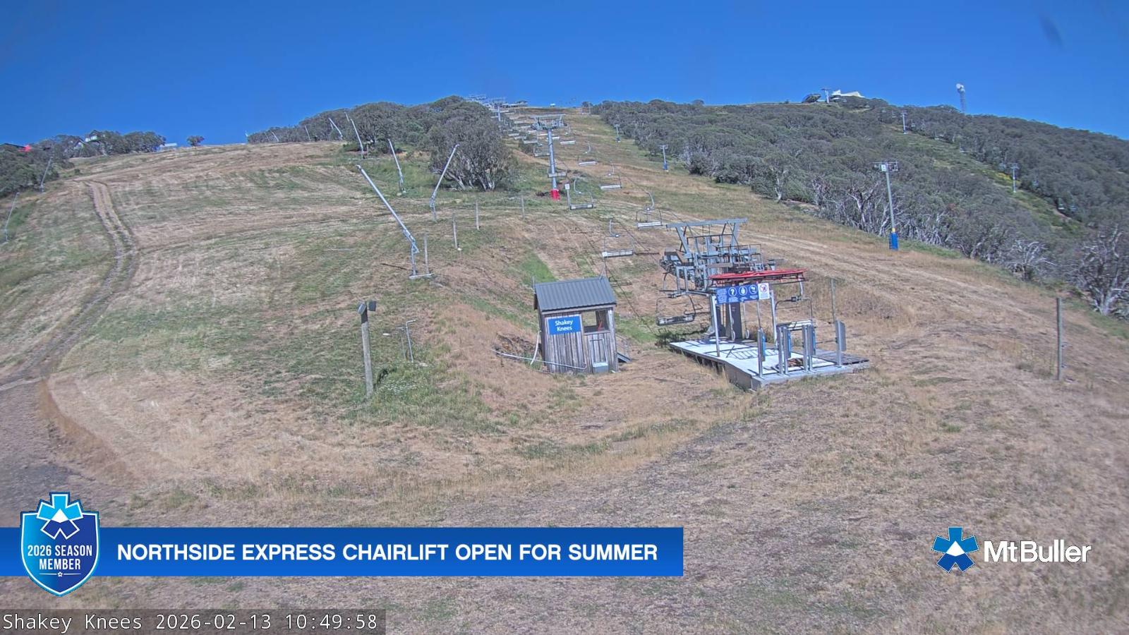 Webcam Mt. Buller: The fox