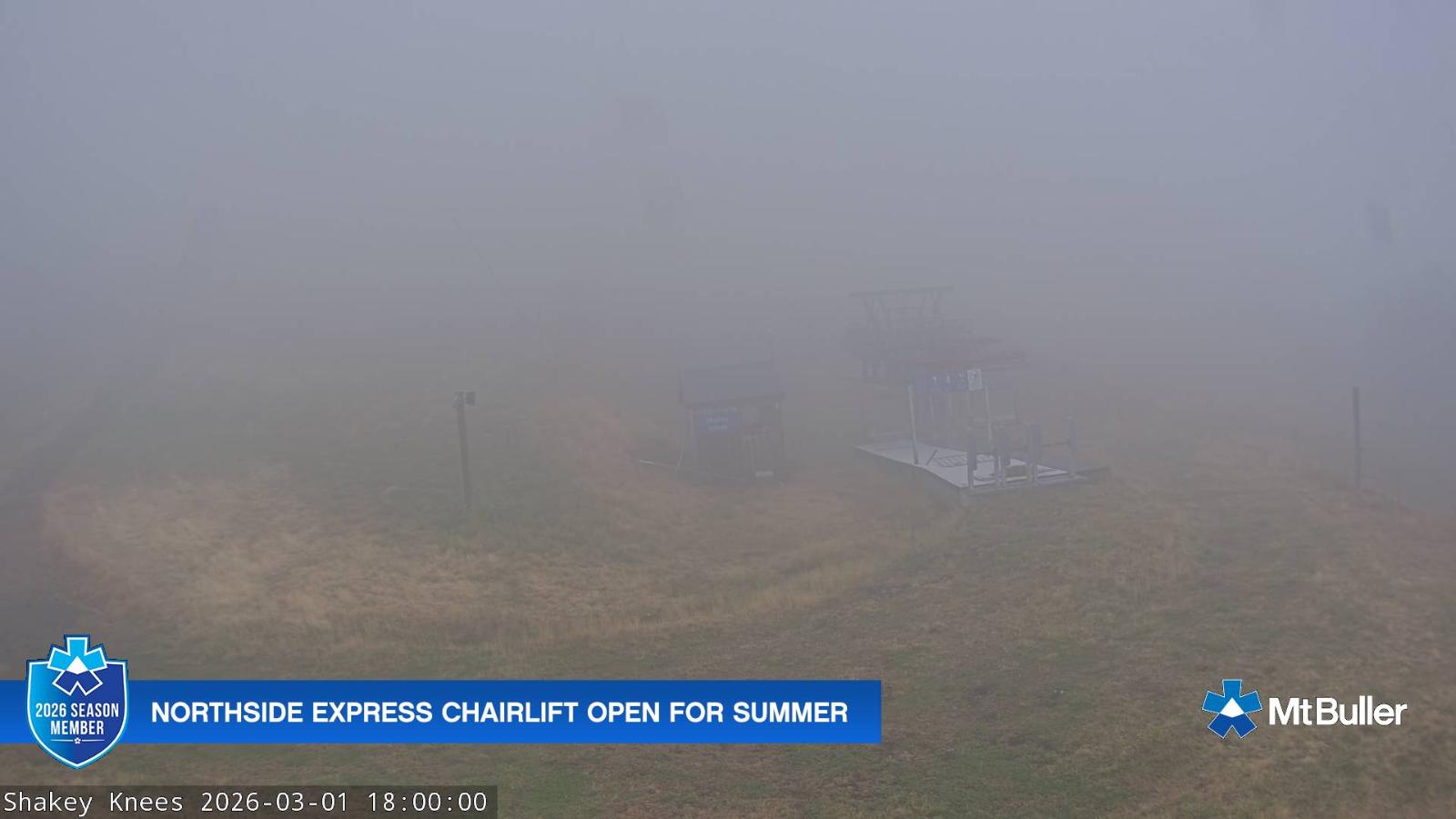 Webcam Mt. Buller: The fox