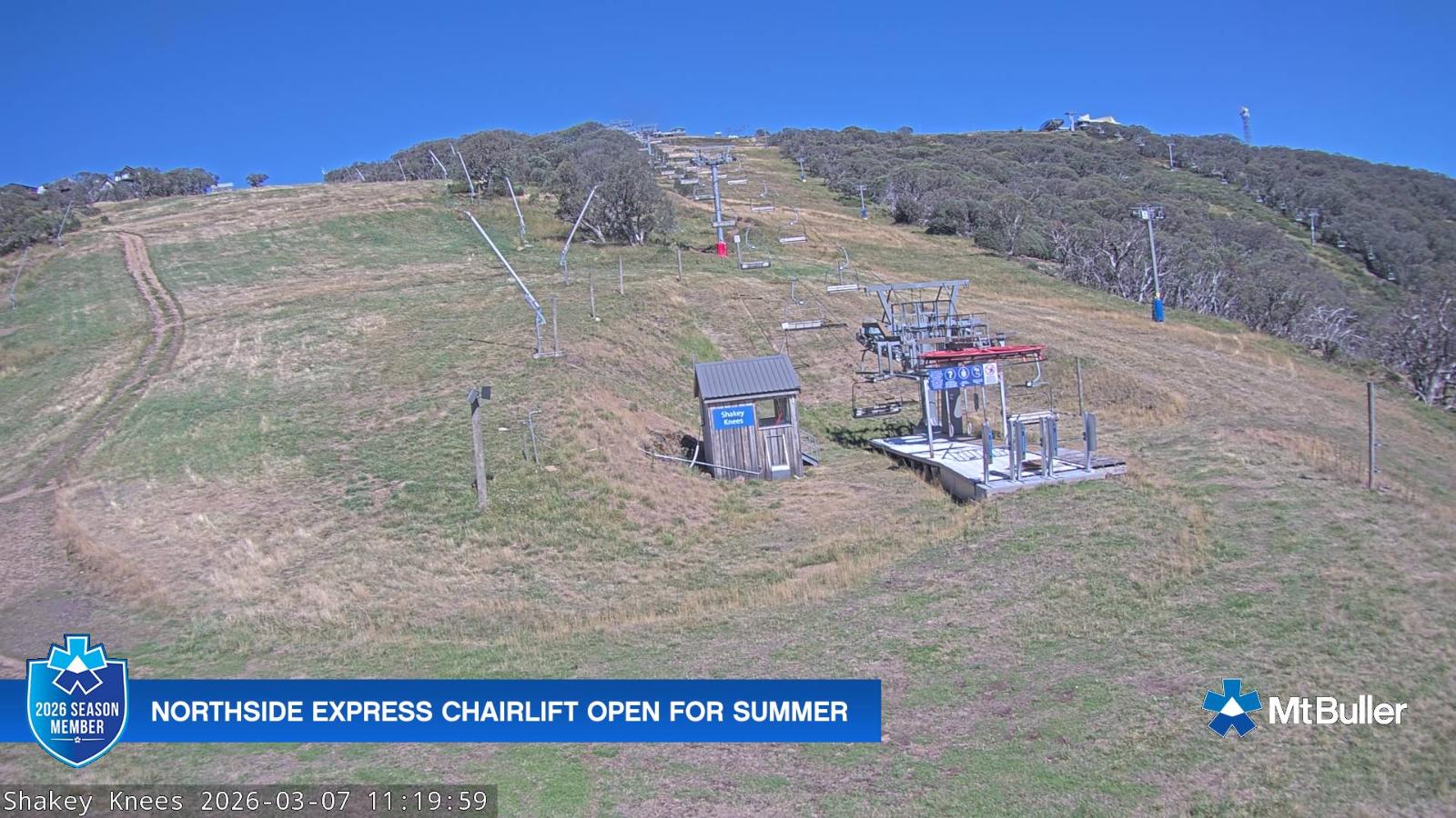 Webcam Mt. Buller: The fox