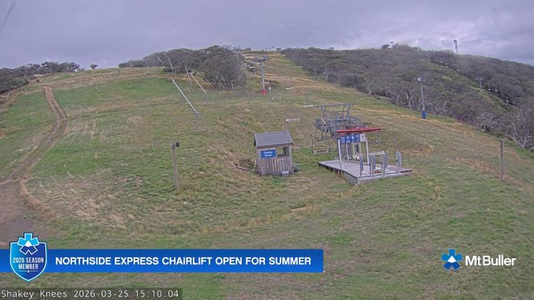 Webcam Mt. Buller: The fox