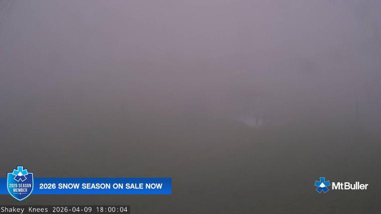 Webcam Mt. Buller: The fox