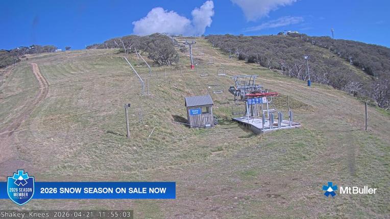 Webcam Mt. Buller: The fox