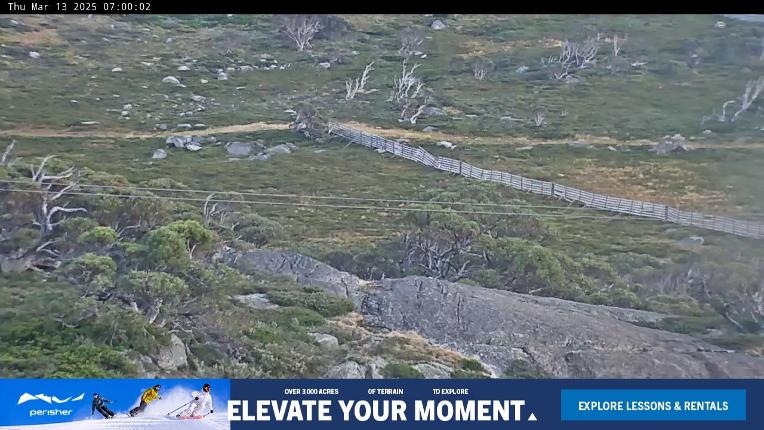 Webcam Perisher: Blue cow