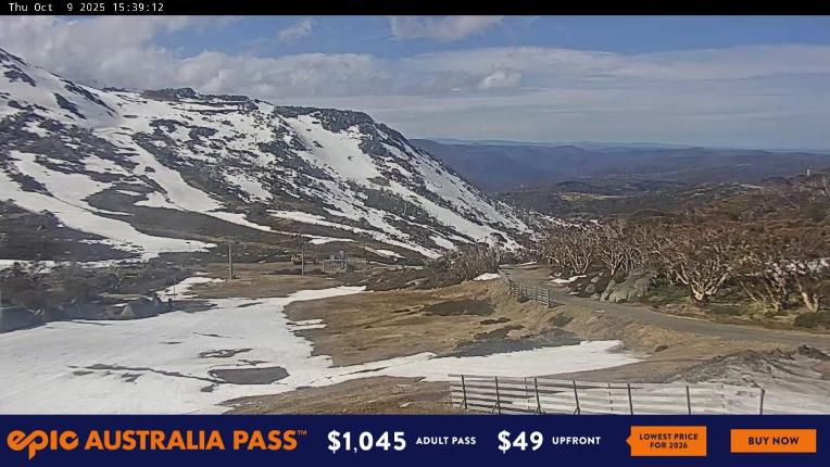 Webcam Perisher: Blue cow