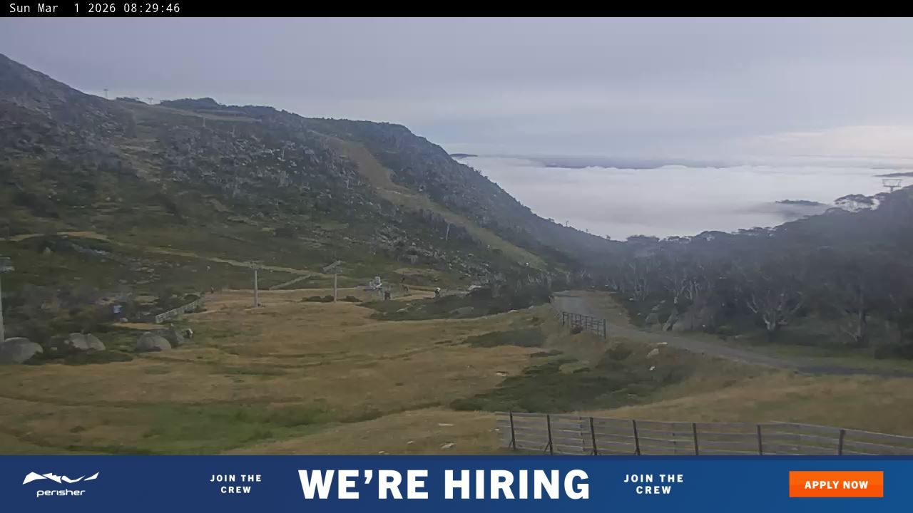 Webcam Perisher: Blue cow