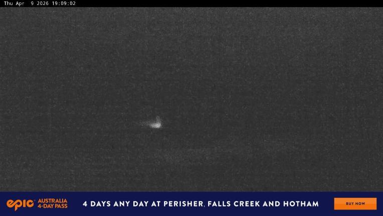 Webcam Perisher: Blue cow