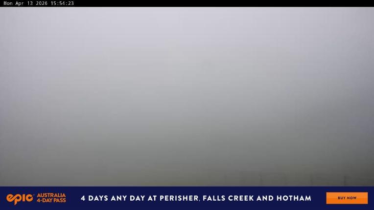 Webcam Perisher: Blue cow